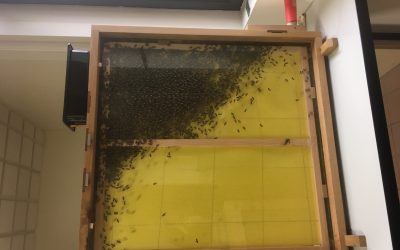 Le retour des abeilles à Descartes